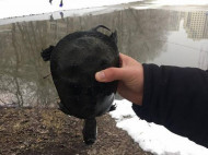 Из-за прорыва теплосети рыба в одном из киевских озер сварилась живьем: жуткие фото и видео
