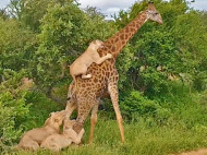 Неудачная охота: львы оседлали жирафа, но остались голодными (видео)