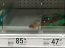 Крыса в магазине