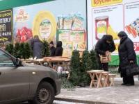 Кража елки в Днепре