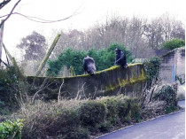 Зоопарк Белфаста&nbsp;— шимпанзе