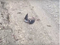 Погибшие в Крыму утки