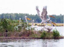 пеликаны на Тузловских лиманах