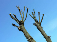 В Киеве на два года ввели запрет на обрезку деревьев