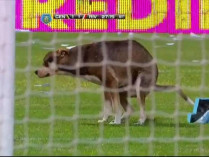 Собака на стадионе в Росарио