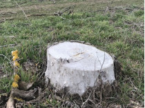Деревья гибнут одно за другим: в Крыму рассказали о новой катастрофе