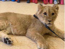 В Белой Церкви на детский утренник привели живого львенка (видео)