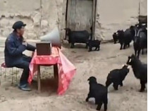 Собрание с козами в Китае