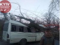 Дерево упало на маршрутку