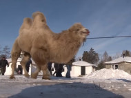 В России решили никого не наказывать за скандальное убийство верблюдов шаманами