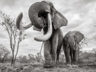 Бивни до земли: в Африке умерла "королева слонов" (фото)
