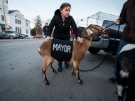 Выбрали мэром козла: городок в США возглавил необычный градоначальник 