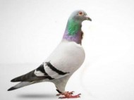 Самый дорогой в мире голубь продан на аукционе за 1,25 миллиона евро