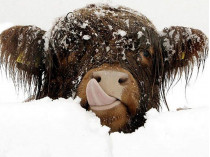Коровы в снегу