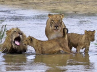 День на пляже: семья львов, известных своей неприязнью к воде, принимала речные ванны (видео)