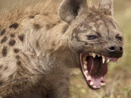 Наполовину съеденная живьем антилопа пытается убежать от гиены: шокирующее видео (18+)