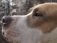 Бойцовский пес в Ровно напал на ребенка и едва не разорвал его: подробности и видео