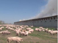 На Львовщине заживо сгорели полтысячи свиней 