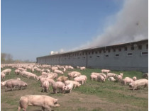 На Львовщине заживо сгорели полтысячи свиней 