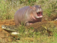 Детеныш бегемота храбро прогнал крокодила, но спасовал перед буйволом (видео)