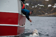 Сбежал от российских военных: норвежские рыбаки обнаружили кита с камерой (видео)