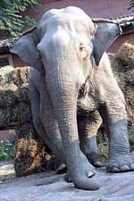 Операция по спасению слона таруна прошла в одесском зоопарке&#133; Под музыку грига