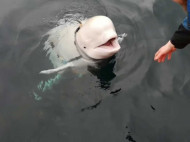 В Норвегии кит-«шпион» вернул iPhone, упавший в воду (невероятное видео)