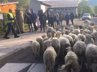 15 овец приняли во французскую школу в качестве учеников (видео)