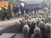 Овцы пришли в школу