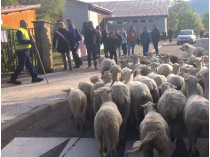 Овцы пришли в школу