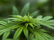 В Раде дали "зеленый свет" легализации марихуаны