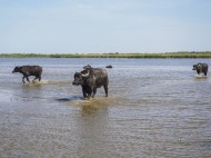 Остров под Одессой заселили водяными буйволами (фото)