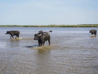водяные буйволы под Одессой