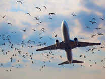 В аэропорту Кривого Рога задержали рейс на Анталью из-за птицы в двигателе самолета