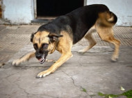 В Николаеве бродячая собака искусала пять человек и умерла: подозревают бешенство