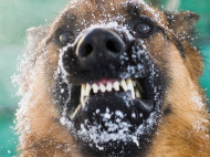 В Николаеве растет число пострадавших от укусов бешеной собаки