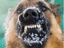 В Николаеве растет число пострадавших от укусов бешеной собаки