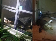 «Улыбчивый» ночной кошмар: трехметровый аллигатор выбил окно и ворвался в дом