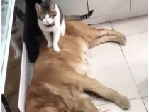Кот сидит на собаке