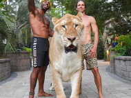Самая большая кошка в мире: гибрид тигра и льва весит 320 кг (фото, видео)