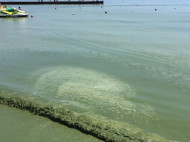 Черное море стало зеленым: специалисты не рекомендуют купаться на одесских пляжах