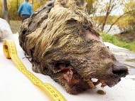В Сибири нашли голову гигантского волка, пролежавшую в вечной мерзлоте 40 тысяч лет (фото, видео)