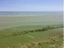 зеленое море