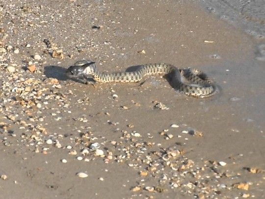 Змея на пляже