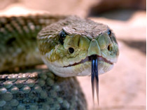 ядовитая змея