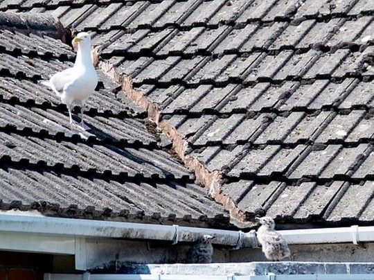 Чайки на крыше