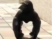 Ворон-горилла