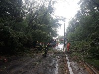 поваленные деревья и спасатели