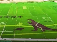 В Китае крестьяне “нарисовали” рисом на поле изображение динозавра (забавное видео)