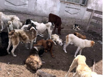 породистые собаки под Одессой умирали от голода